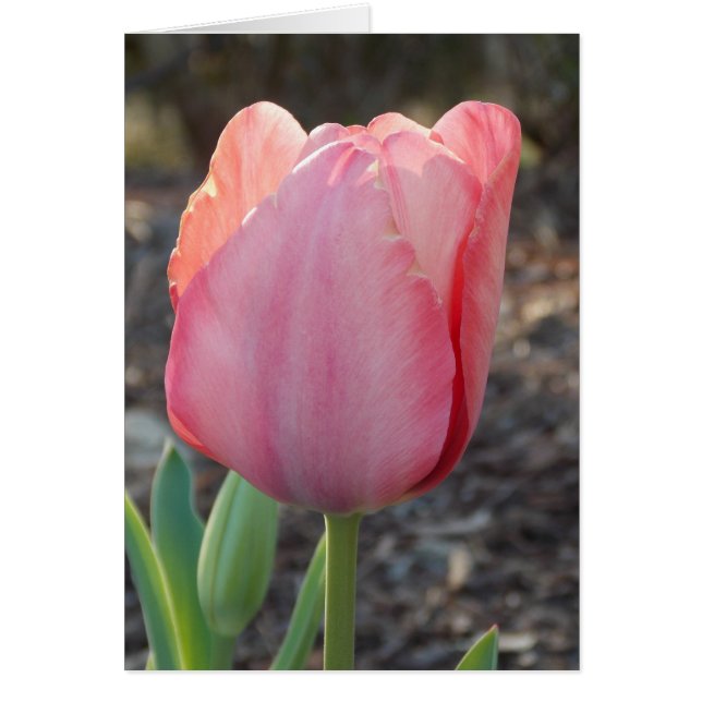 Dutch Tulip Hälsningskort (Framsidan)