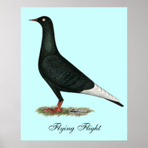 Duva för flygflygsvart poster