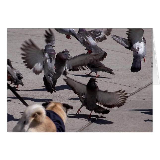 Duva Hälsningskort (Framsidan Horizontal)