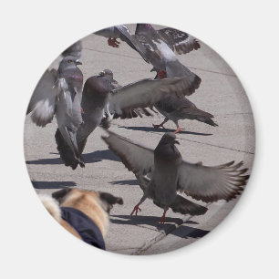 Duva Magnet