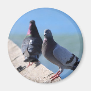 Duva Magnet
