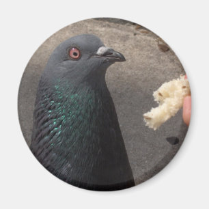 duva magnet