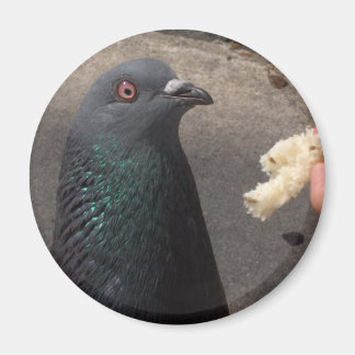 duva magnet