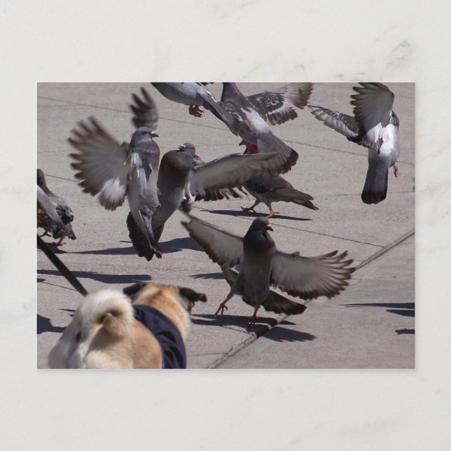 Duva Vykort (Framsida)