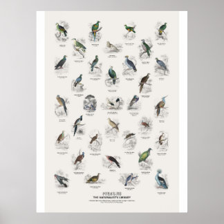 Duvor - Naturalist's Library Poster