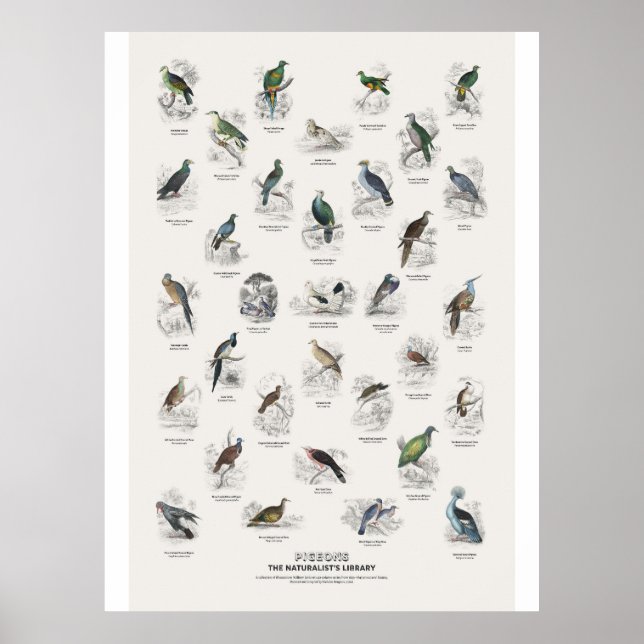 Duvor - Naturalist's Library Poster (Framsidan)