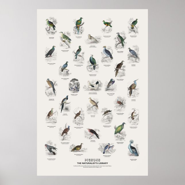 Duvor - Naturalist's Library Poster (Framsidan)