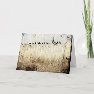 Duvor på taket kort