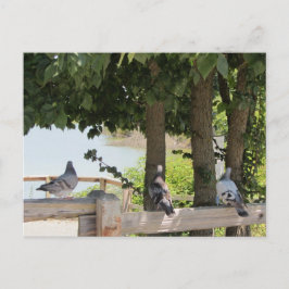 Duvor som kan visa vykort