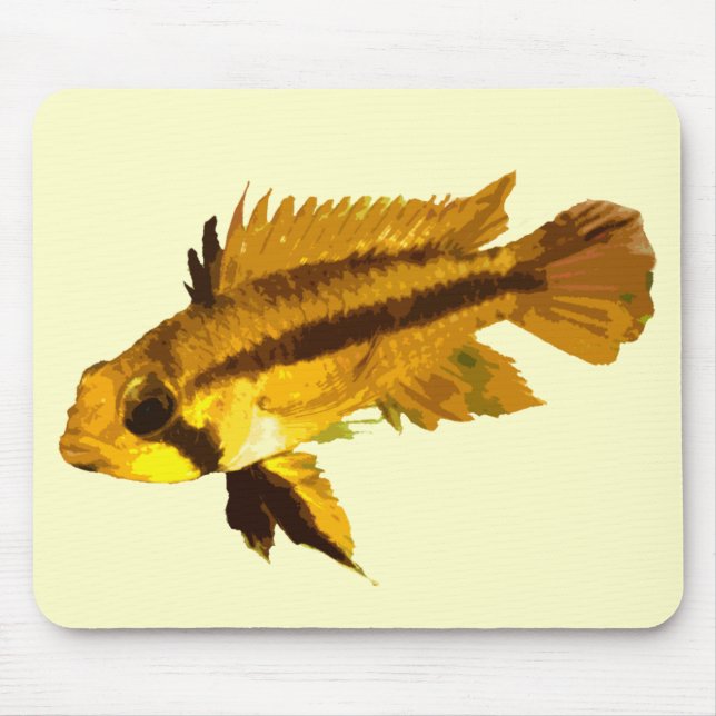 Dvärg Cichlid Musmatta (Framsidan)