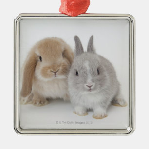 Dvärg för två Netherland och Holland Lop kanine Julgransprydnad Metall