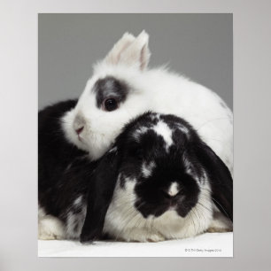 Dvärg-gå i ax kanin som lutar över slokörat poster