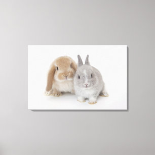 Dvärg- och Holland Lop för två Netherland kanin Canvastryck