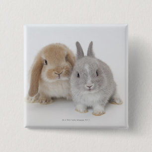 Dvärg- och Holland Lop för två Netherland kanin Knapp