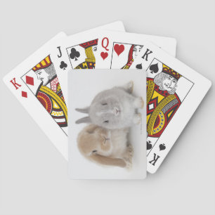 Dvärg- och Holland Lop för två Netherland kaniner Casinokort