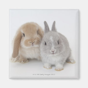 Dvärg- och Holland Lop för två Netherland kaniner Magnet