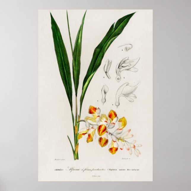 Dvärgcardamom (Alpinia nutans) Poster (Framsidan)