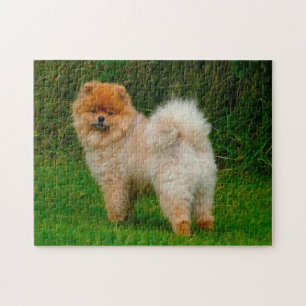 Dvärgspitz Pomeranian Hund. Pussel
