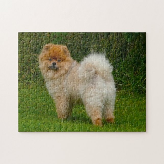 Dvärgspitz Pomeranian Hund. Pussel (Horisontell)