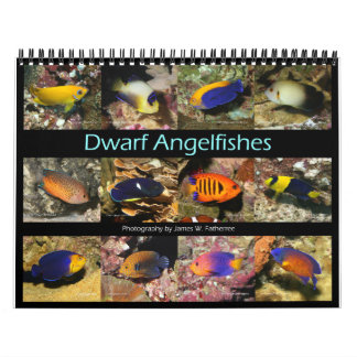 Dwarf Angelfishes Wall Calendar av J.W. Faderträde Kalender