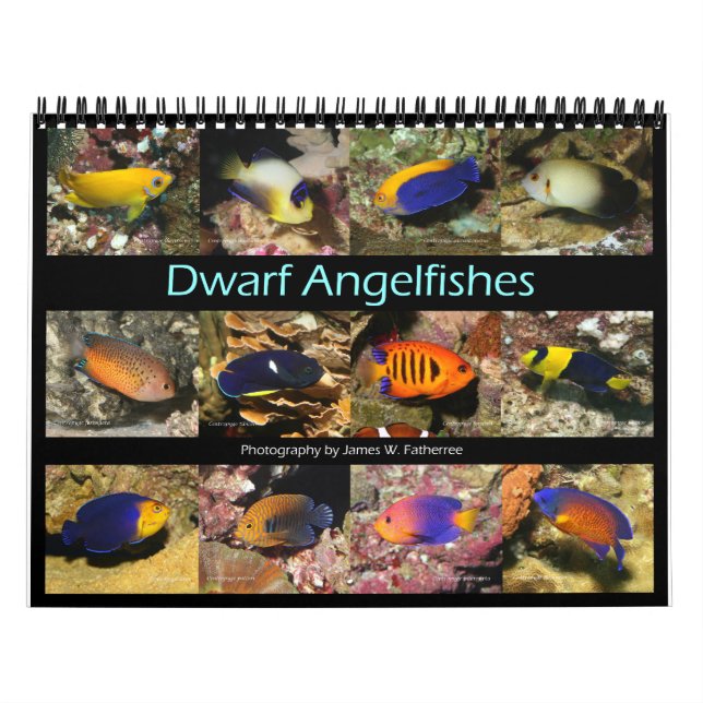 Dwarf Angelfishes Wall Calendar av J.W. Faderträde Kalender (Omslag)