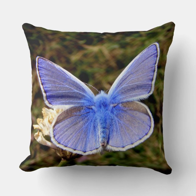 Dwarf Blue Butterfly Kudde (Framsida)