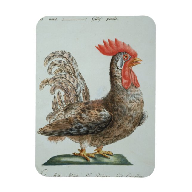 Dwarf Cockerel, c.1767-76 (anrikning av färgad) Magnet (Vertikal)