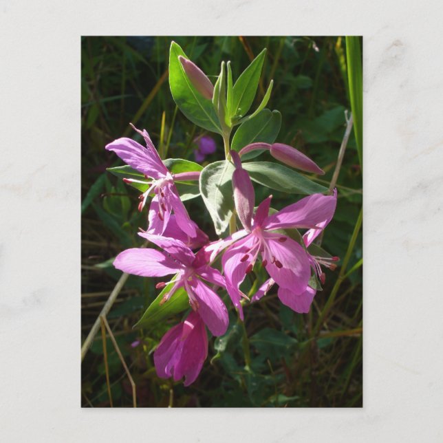 Dwarf Fireweed Blommars, Unalaska Island Vykort (Framsida)