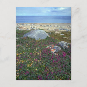 Dwarf Fireweed, Hudson Bay, NWT, Kanada Vykort