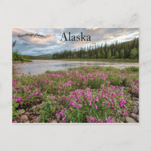 Dwarf Fireweed längs Beaver Bäck River Alaska Vykort