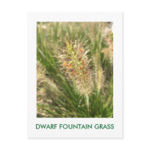 DWARF FONTÄN GRASS