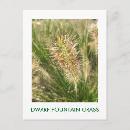 DWARF FONTÄN GRASS VYKORT