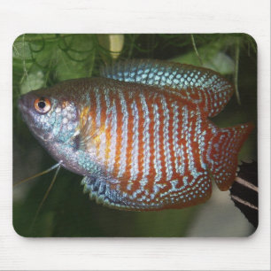 Dwarf Gourami - Colisa lalia Musmatta