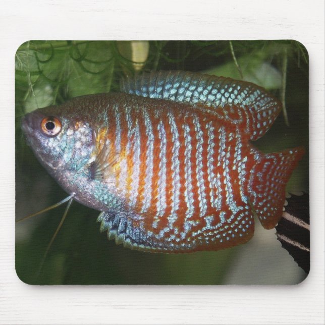 Dwarf Gourami - Colisa lalia Musmatta (Framsidan)