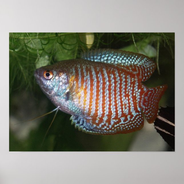 Dwarf Gourami - Colisa lalia Poster (Framsidan)