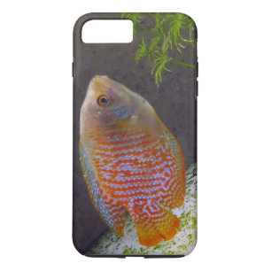 Dwarf Gourami Fish