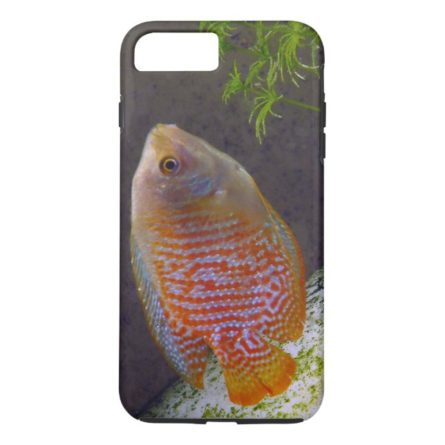 Dwarf Gourami Fish Case-Mate iPhone Skal (Baksida)