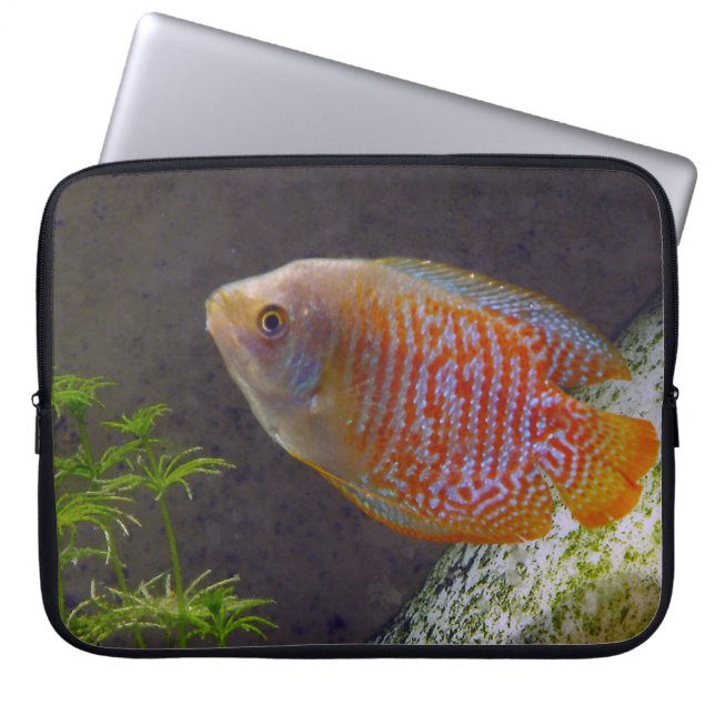 Dwarf Gourami Fish Laptop Sleeve (Framsidan)