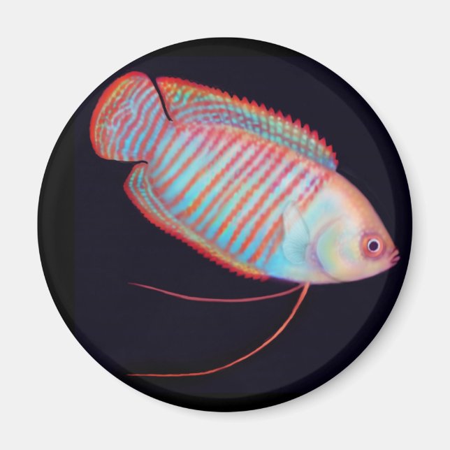 Dwarf Gourami Tropical Fish Magnet (Framsidan)