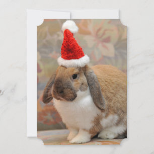 Dwarf lop bunny eller kanin