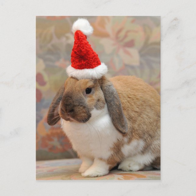 Dwarf lop bunny eller kanin vykort (Framsida)