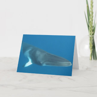 Dwarf Minke Whale Kort