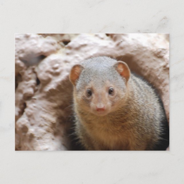 Dwarf Mongoose Vykort (Framsida)
