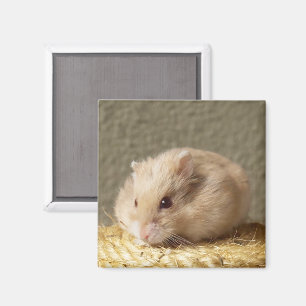 Dwarf Russian Hamster med Fullt Cheeks Magnet
