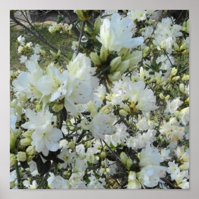 Dwarf White Azaleas Poster (Framsidan)