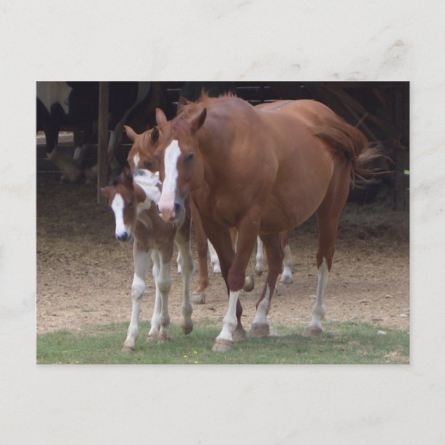 DX - Vackra hästar vykort (Framsida)