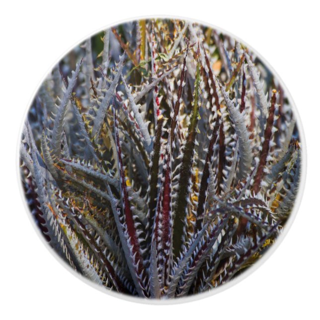 Dyckia delight knopp (Framsidan)