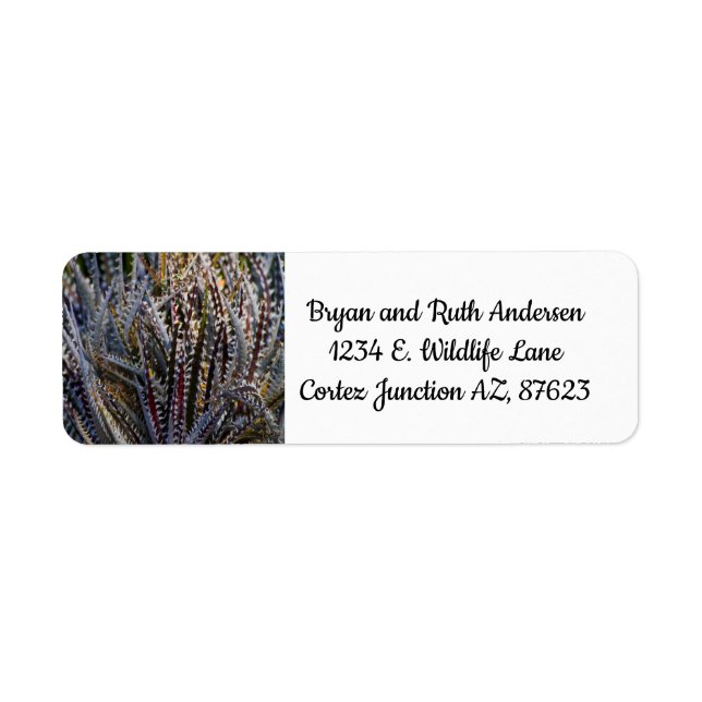 Dyckia delight returadress etikett (Framsidan)