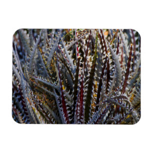 Dyckia glädje magnet