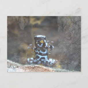 Dyeing Poison Dart Frog Vykort